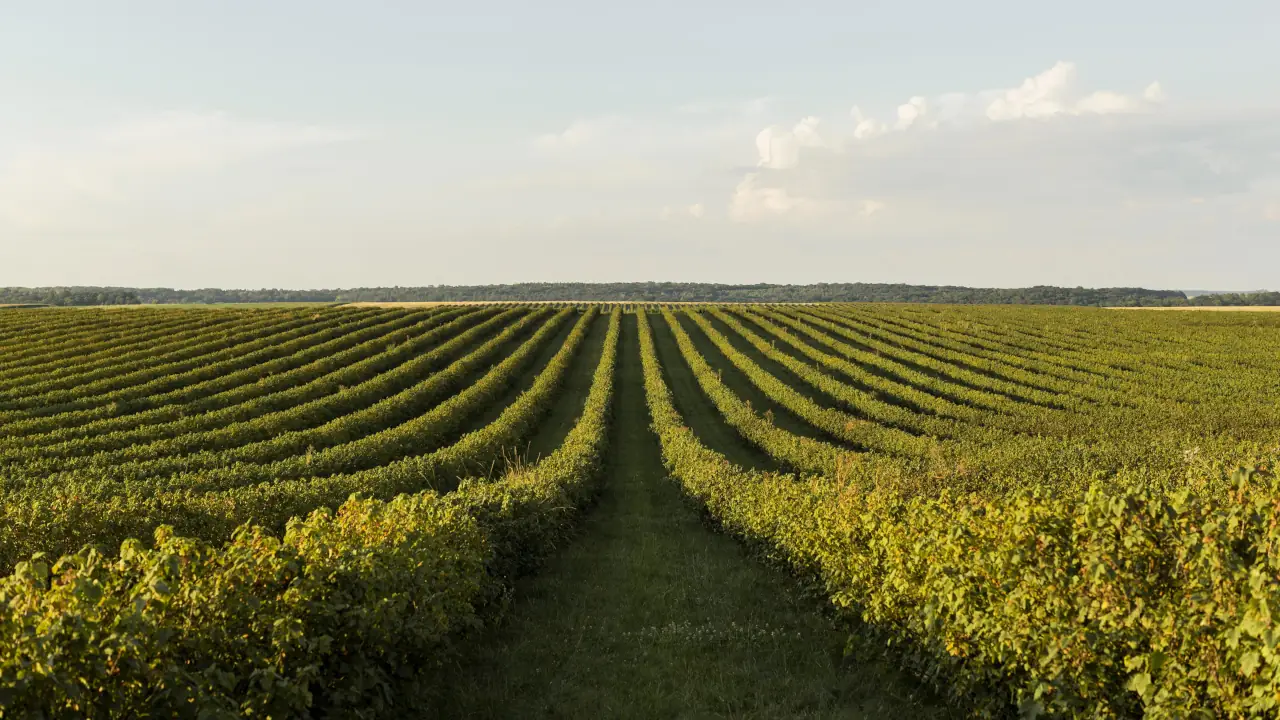 SLC Agrícola (SLCE3): BofA mantém recomendação neutra após resultado fraco